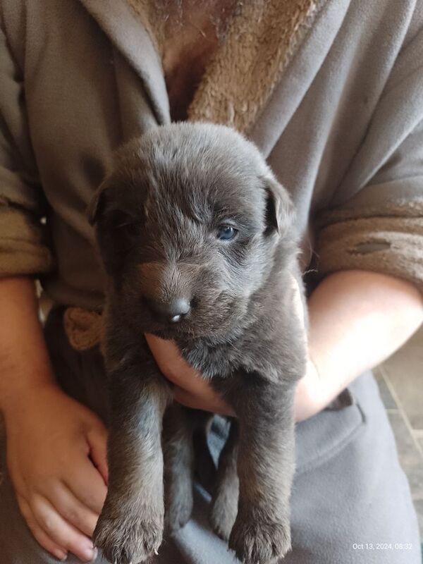 Blue+Black Straightback, working line GSDs for sale in Sheerness, Kent | Image 3