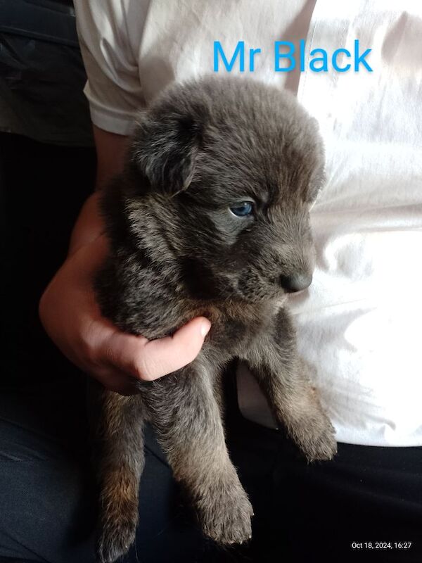 Blue+Black Straightback, working line GSDs for sale in Sheerness, Kent - Image 8