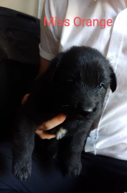 Blue+Black Straightback, working line GSDs for sale in Sheerness, Kent - Image 9