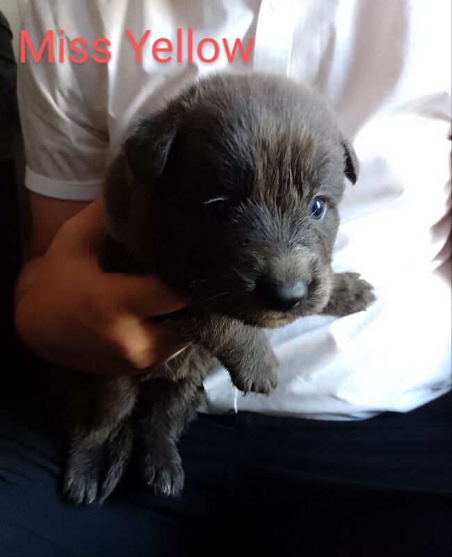 Blue+Black Straightback, working line GSDs for sale in Sheerness, Kent - Image 10