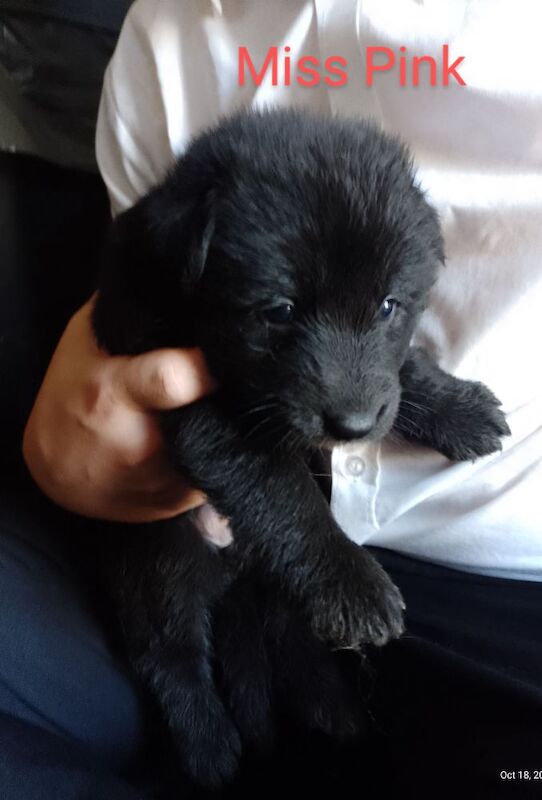 Blue+Black Straightback, working line GSDs for sale in Sheerness, Kent - Image 11