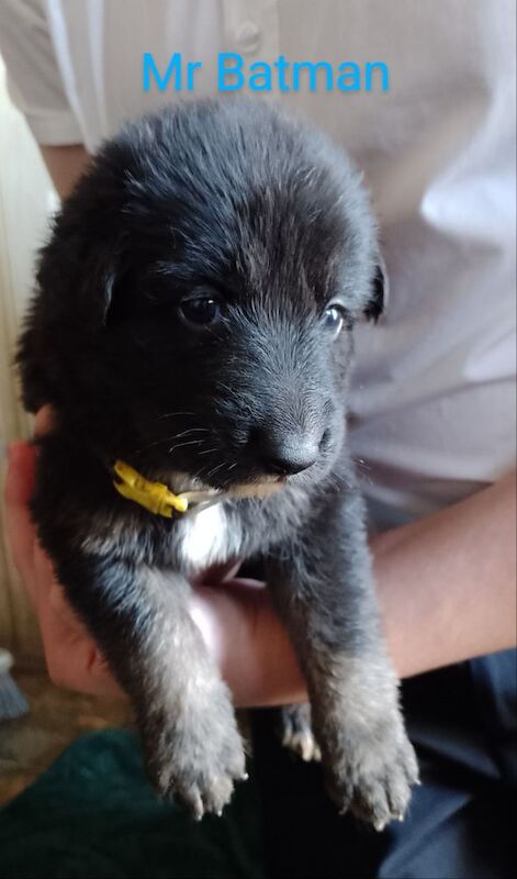 Blue+Black Straightback, working line GSDs for sale in Sheerness, Kent - Image 12