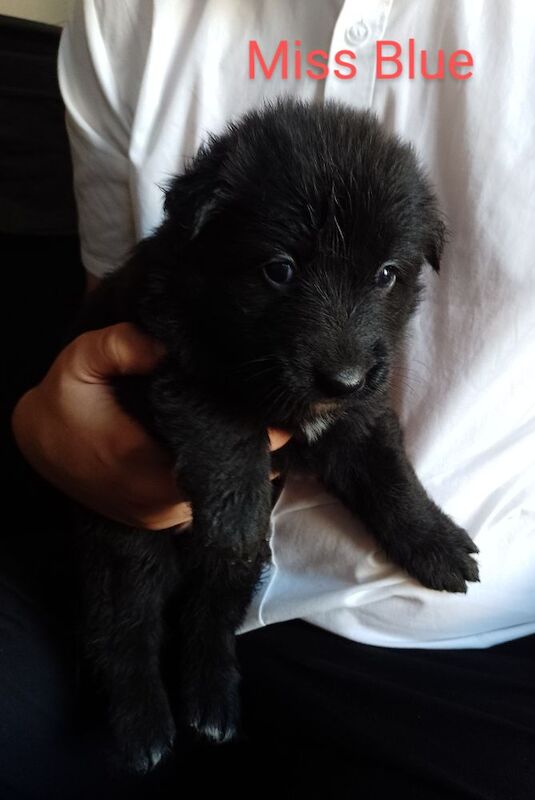 Blue+Black Straightback, working line GSDs for sale in Sheerness, Kent - Image 13