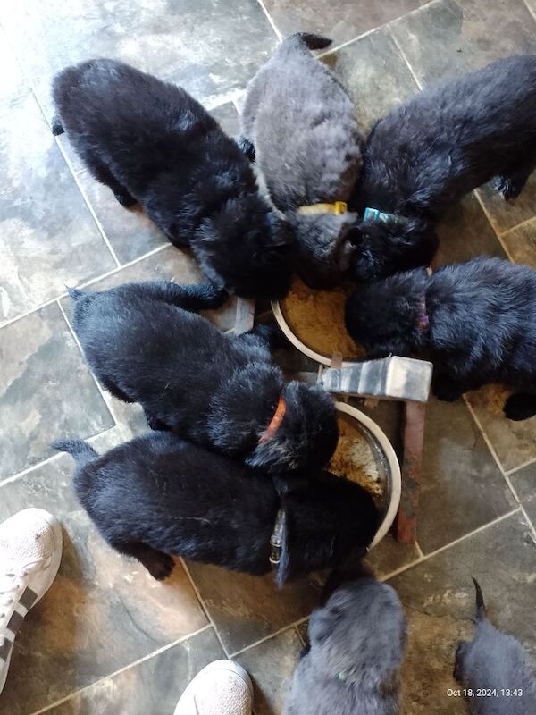 Blue+Black Straightback, working line GSDs for sale in Sheerness, Kent - Image 14