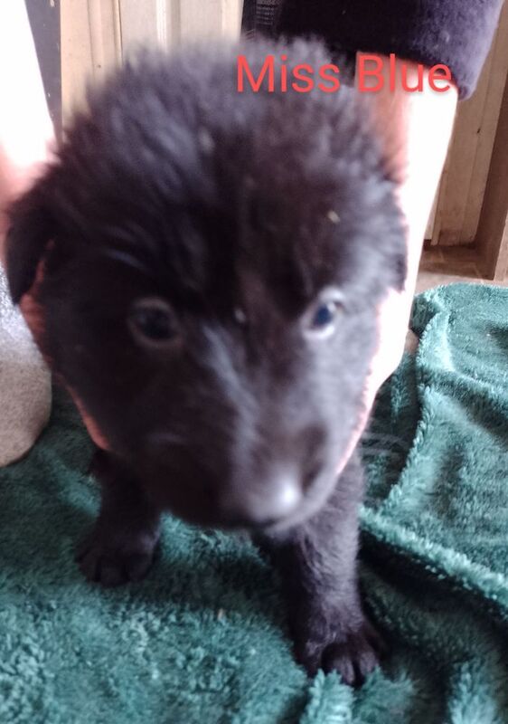 Blue+Black Straightback, working line GSDs for sale in Sheerness, Kent - Image 15