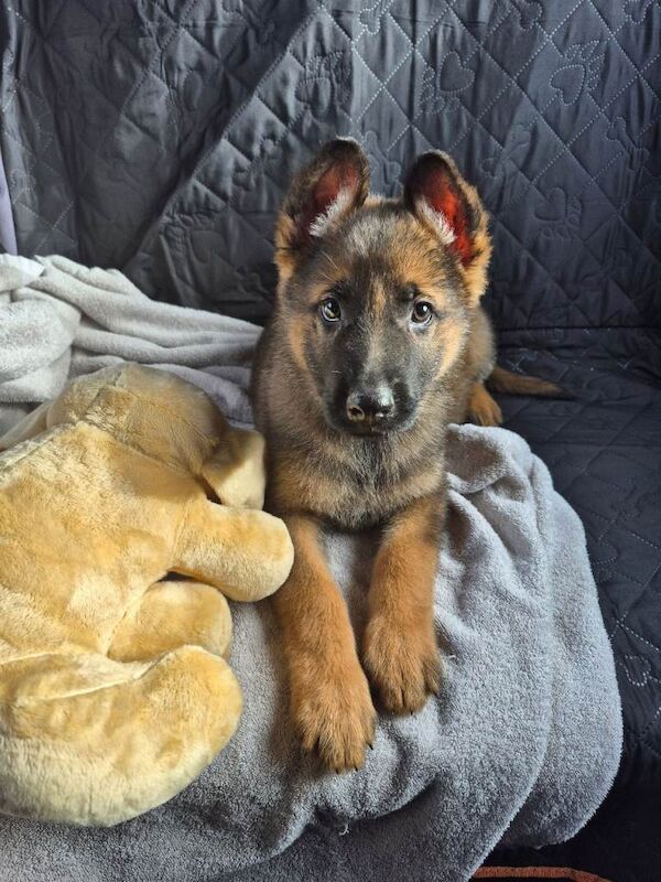 Boy German Shepherd puppy
