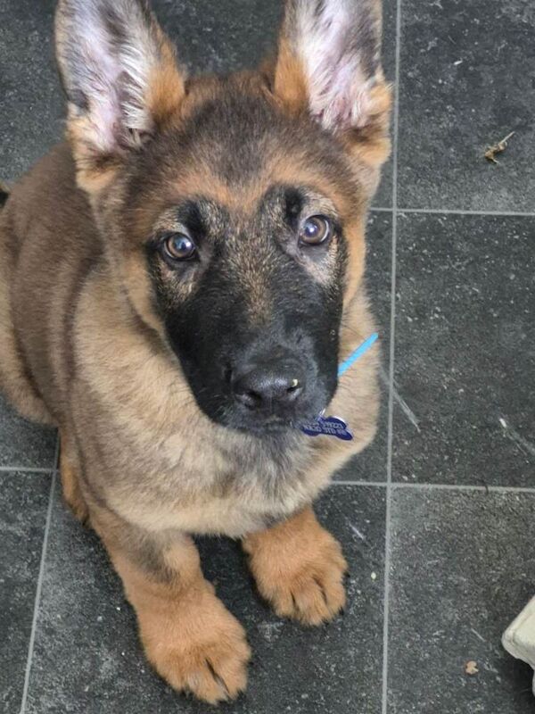 Boy German Shepherd puppy - Image 2 of 5