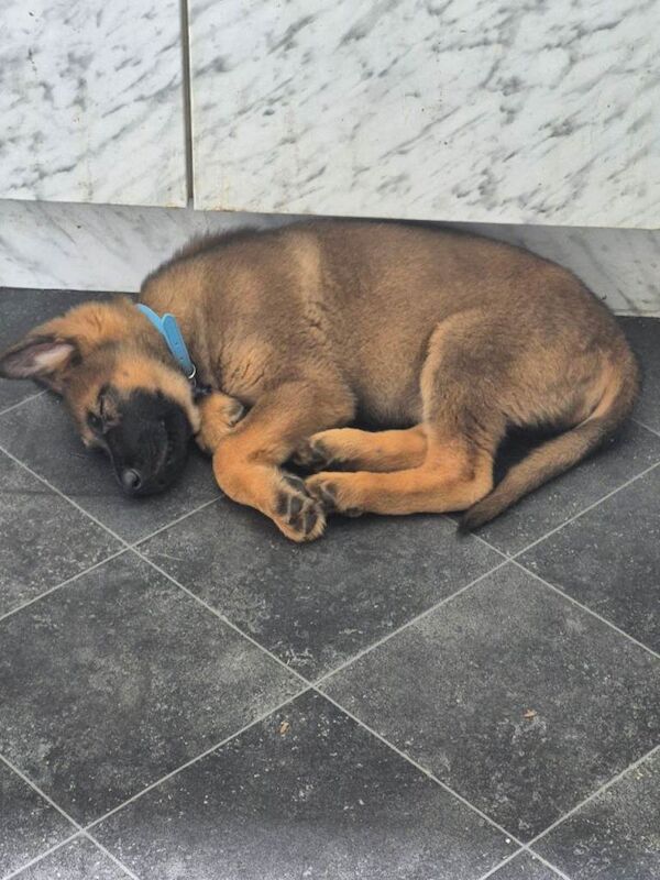 Boy German Shepherd puppy - Image 3 of 5