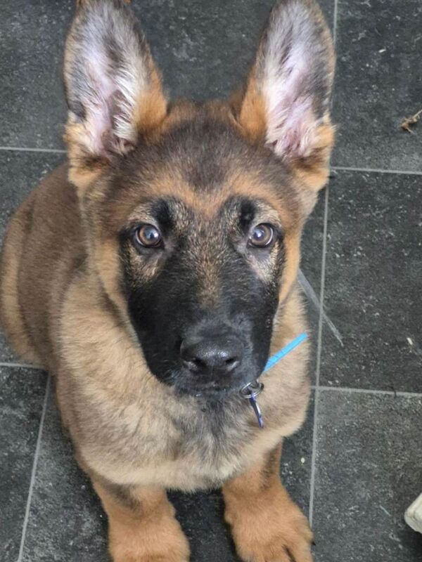 Boy German Shepherd puppy - Image 4 of 5