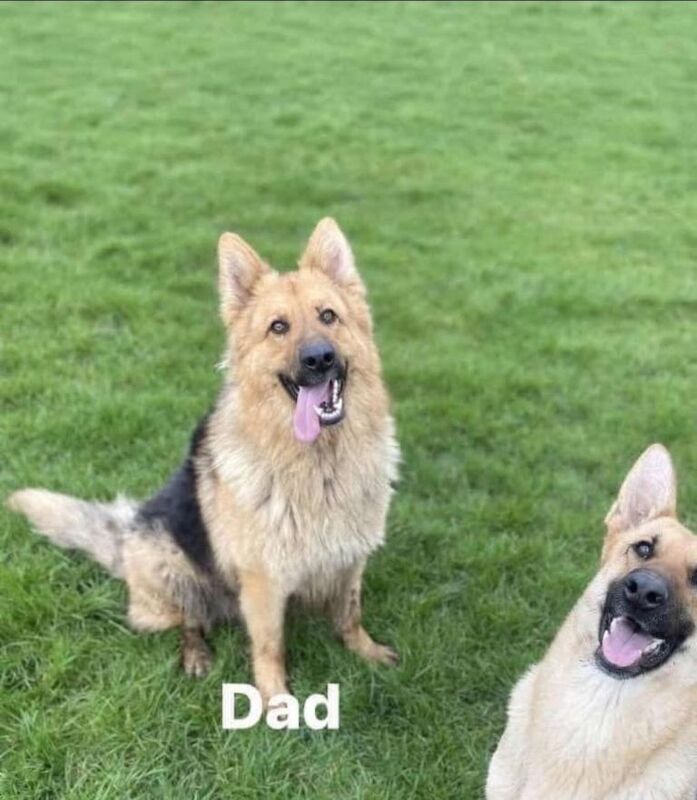German Shepherd puppies for sale in Dudley, West Midlands – 3 years old