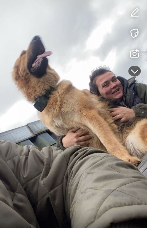 German Shepherd puppies for sale in Dudley, West Midlands – 3 years old - Image 2 of 3