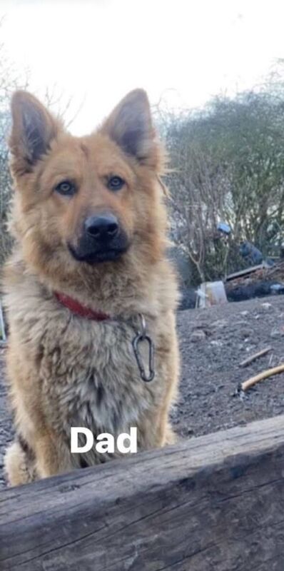 German Shepherd puppies for sale in Dudley, West Midlands – 3 years old - Image 3 of 3