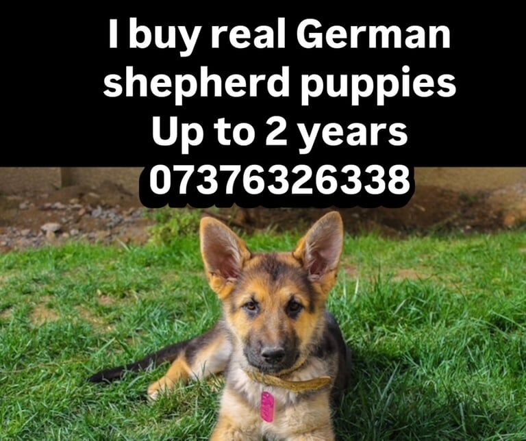 German Shepherd puppies for sale in Totton, Hampshire – 11 weeks old