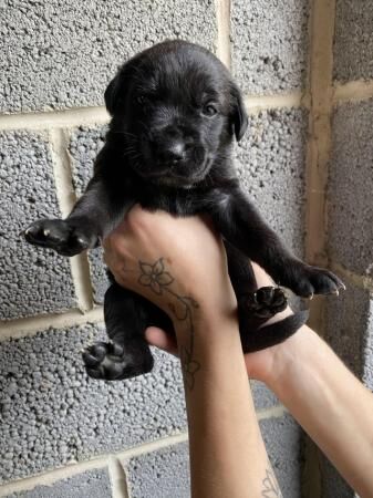 German Shepherd puppies for sale in Nottingham, Nottinghamshire – 1 year old - Image 2 of 5