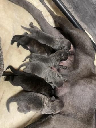 German Shepherd puppies for sale in Nottingham, Nottinghamshire – 1 year old - Image 4 of 5