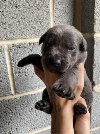 German Shepherd puppies for sale in Nottingham, Nottinghamshire – 1 year old - Image 5 of 5