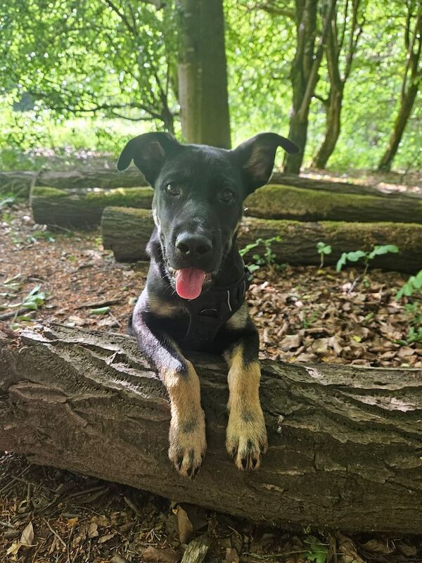 Cane corso x German shepherd puppy for sale in Droylsden, Greater Manchester