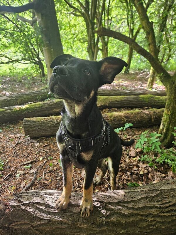 Cane corso x German shepherd puppy for sale in Droylsden, Greater Manchester | Image 2