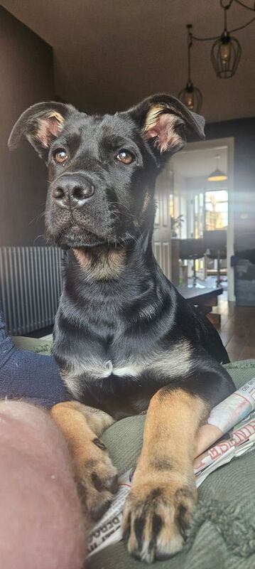 Cane corso x German shepherd puppy for sale in Droylsden, Greater Manchester | Image 3