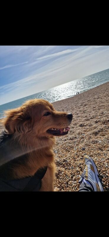 German Shepherd puppies for sale in Westbury, Wiltshire – 8 years old