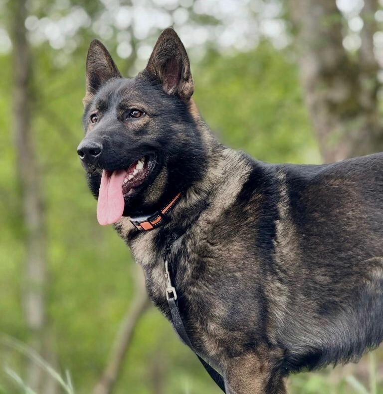 Champion line Czech GSD puppies - Image 2 of 4