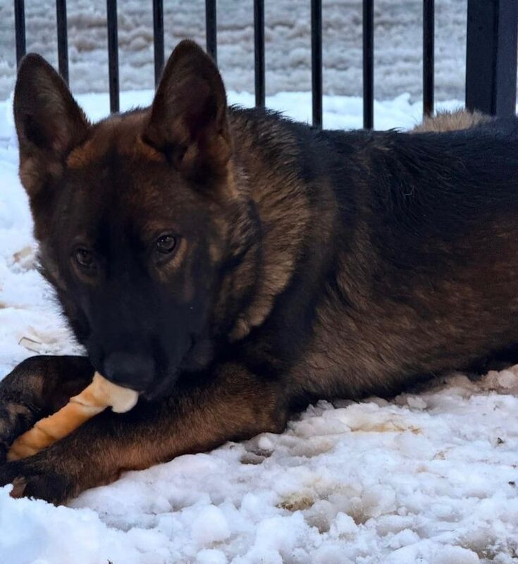 Champion line Czech GSD puppies - Image 3 of 4