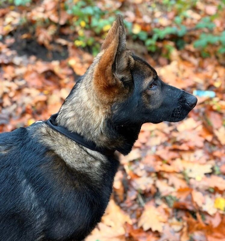 Champion line Czech GSD puppies - Image 4 of 4