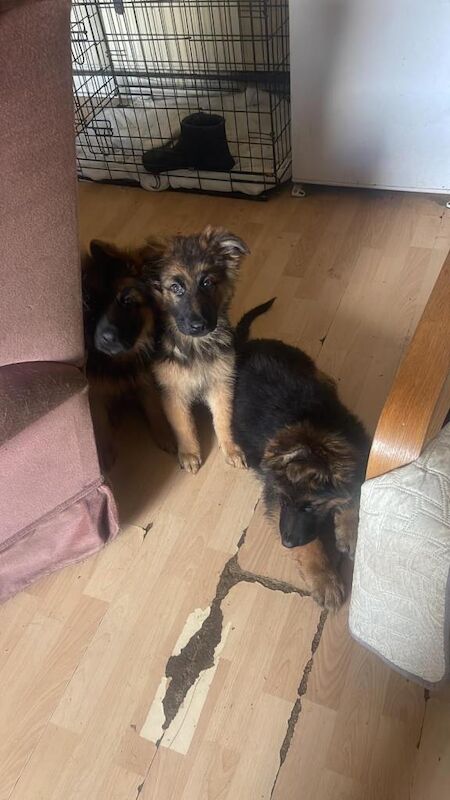 Charming German shepherd puppies - Image 2 of 5
