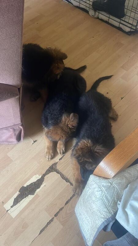 Charming German shepherd puppies - Image 3 of 5