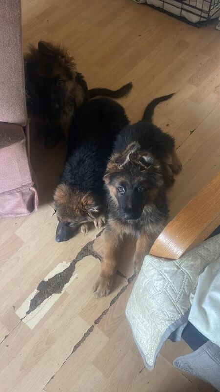 Charming German shepherd puppies - Image 4 of 5