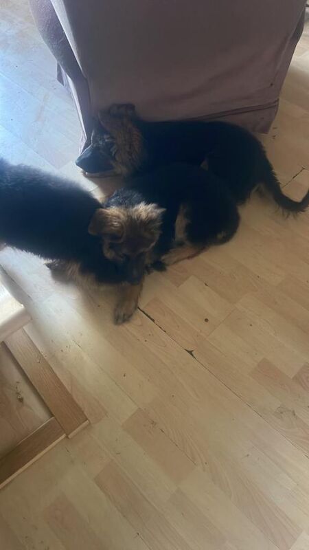 Charming German shepherd puppies - Image 5 of 5