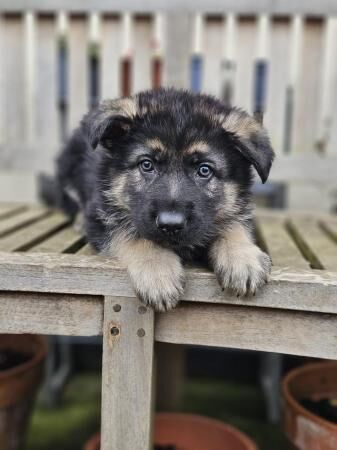 Chunky German Shepherd pups for sale in Peterlee, County Durham