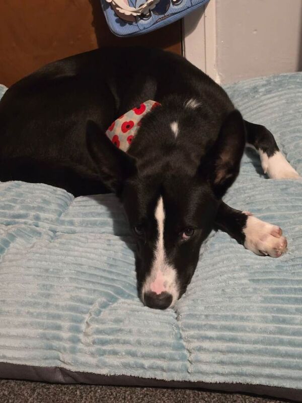 Collie cross German Shepherd - Image 3 of 3