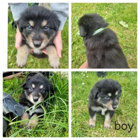Collie x German Shepherd pups. Ready 18th July 2024 for sale in Haverfordwest/Hwlffordd, Pembrokeshire