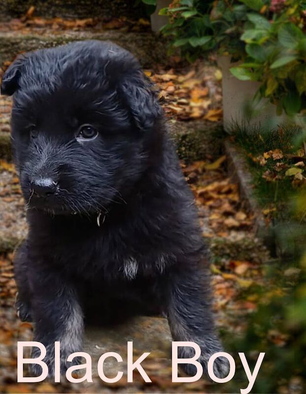 Confident Traditional German Shepherd Puppies - Image 2 of 3