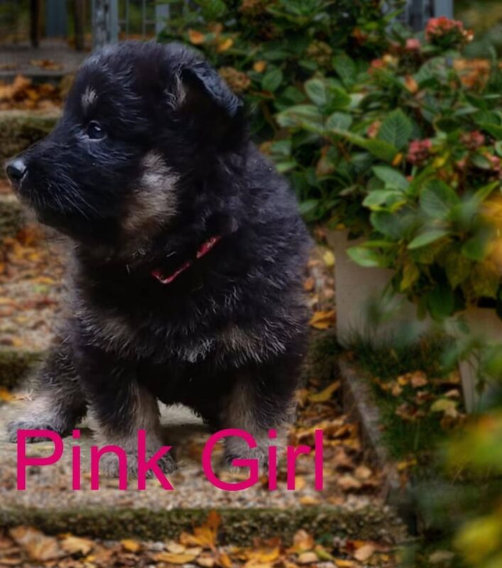 Confident Traditional German Shepherd Puppies - Image 3 of 3