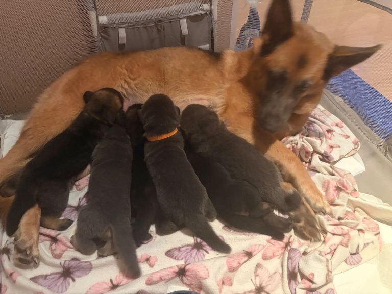 German Shepherd puppies for sale in Berwick-upon-Tweed, Northumberland – 5 weeks old
