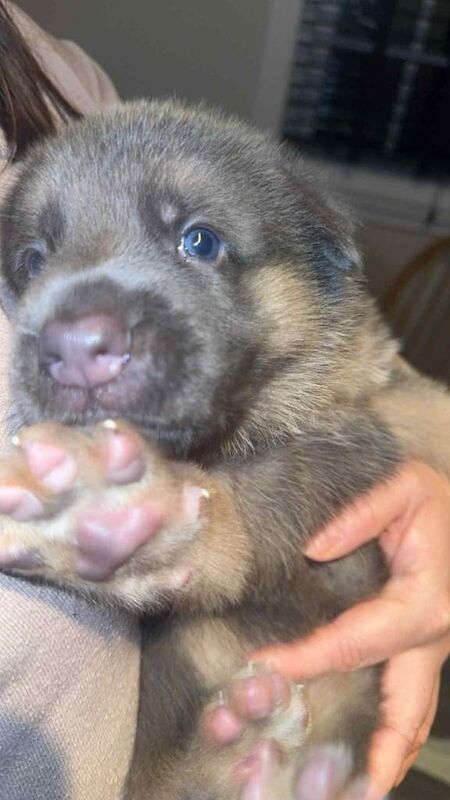 Cute German Shepherd puppies looking for forever homes - Image 2 of 6