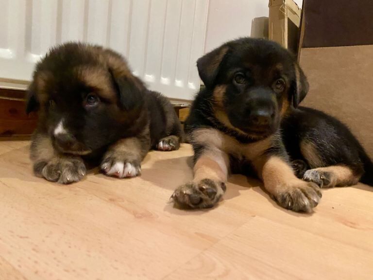 Cute German Shepherd puppies looking for forever homes - Image 3 of 6