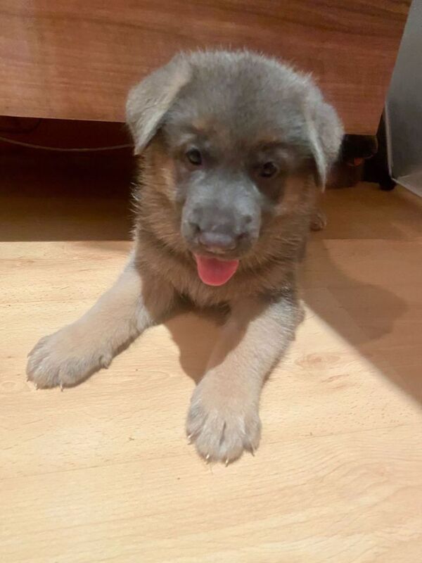Cute German Shepherd puppies looking for forever homes - Image 4 of 6