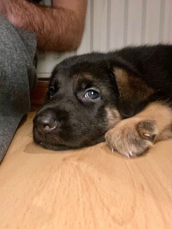 Cute German Shepherd puppies looking for forever homes - Image 5 of 6