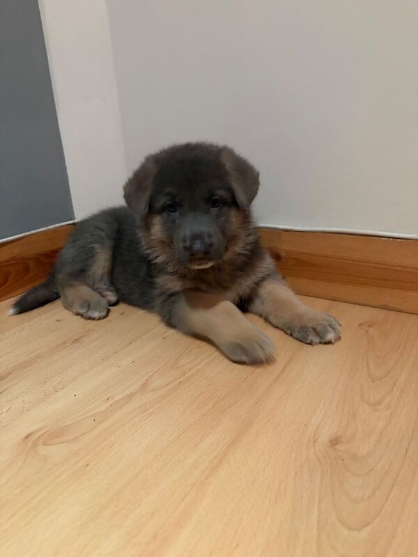 Cute German Shepherd puppies looking for forever homes - Image 6 of 6
