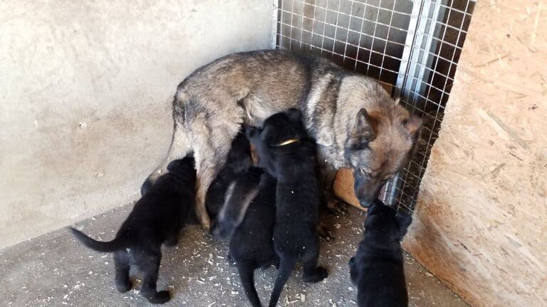 German Shepherd puppies for sale in Londonderry, County Londonderry – KC registered, 6 weeks old