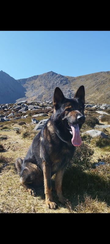 Czech DDR German Shepherd Purebred Puppies For Sale in Oldbury, West