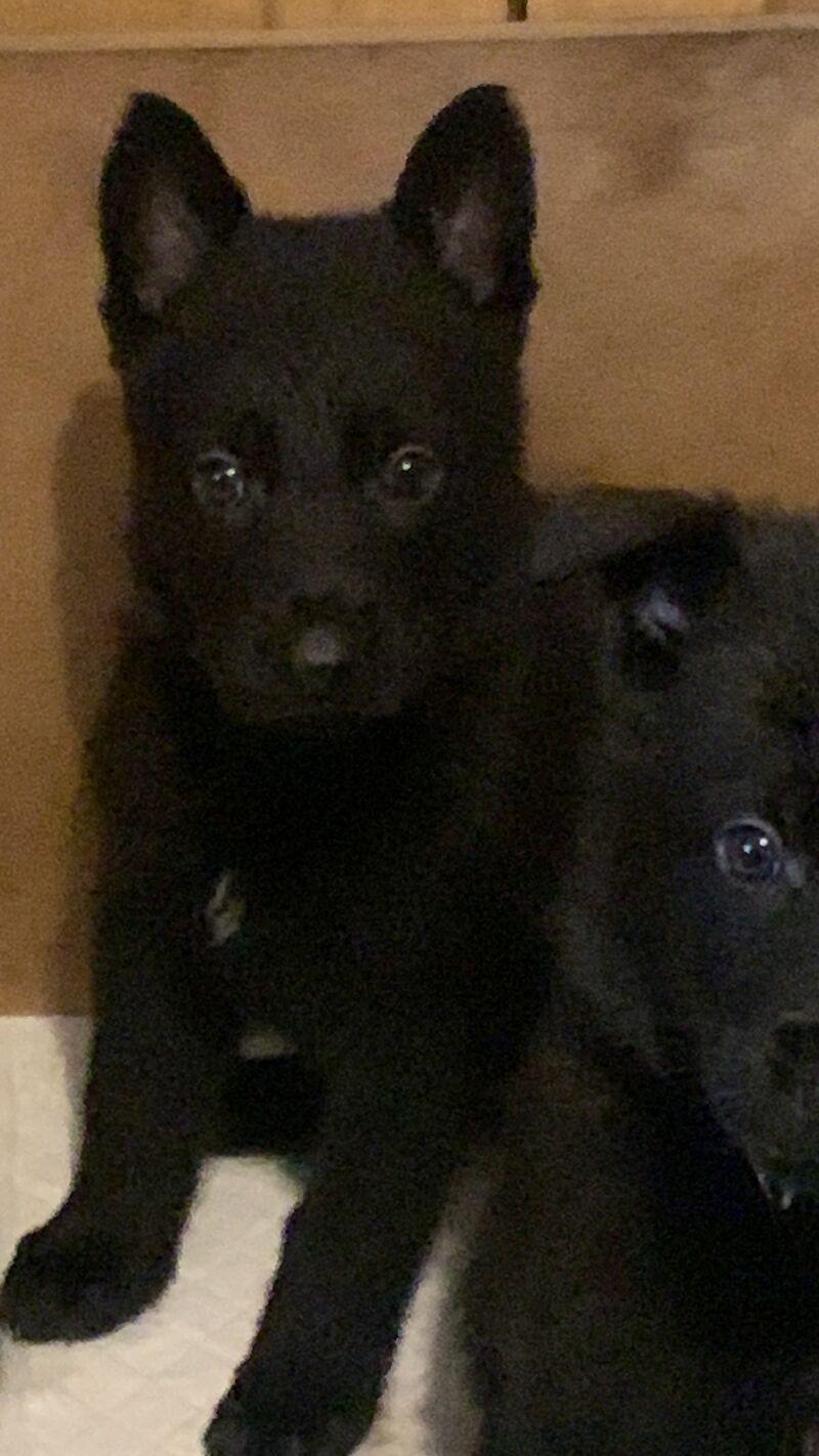 Czech DDR German Shepherd Purebred Puppies For Sale in Oldbury, West