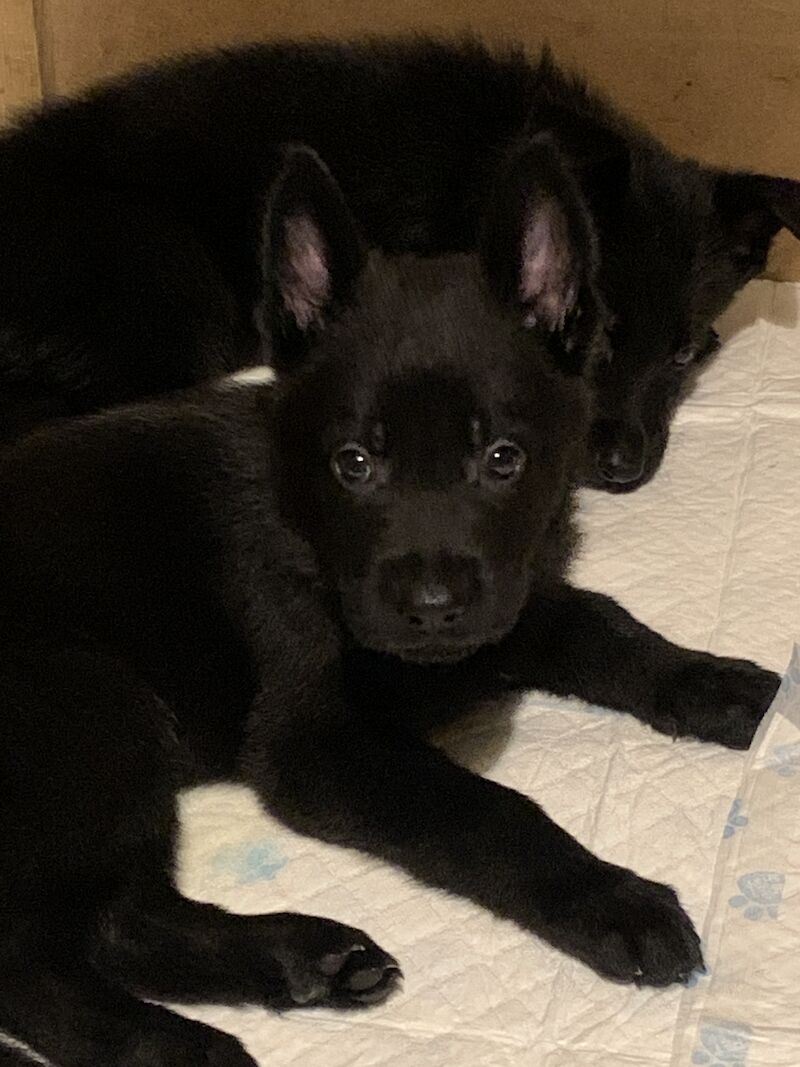 Czech DDR German Shepherd Purebred Puppies For Sale in Oldbury, West