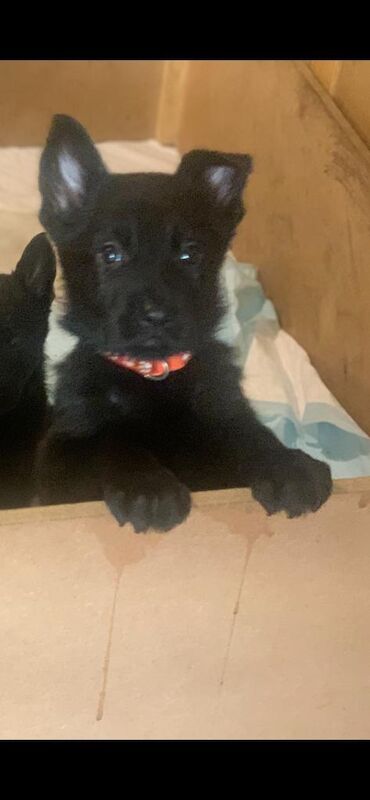German Shepherd puppies for sale in Oldbury, West Midlands – 2 years old - Image 5 of 13