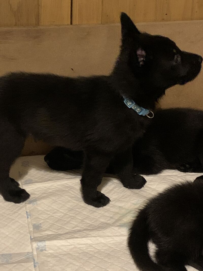 Czech DDR German Shepherd Purebred Puppies For Sale in Oldbury, West