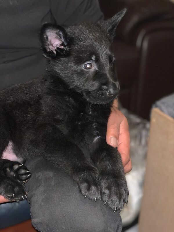 German Shepherd puppies for sale in Oldbury, West Midlands – 2 years old - Image 7 of 13