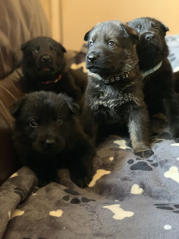 Czech DDR German Shepherd Purebred Puppies For Sale in Oldbury, West